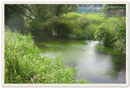 The River Wandle