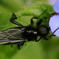 The Hawthorn Fly