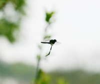 Hawthorn Fly in flight