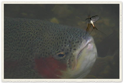 Rainbow trout rising to mayfly spinner