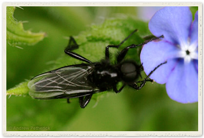 Hawthorn fly (Bibio marci)