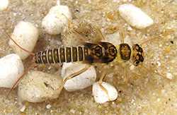 large stonefly nymph