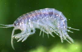 moulted shrimp