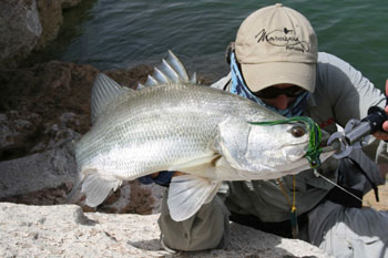 Nile Perch