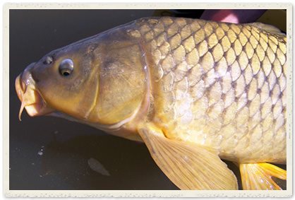 Common carp