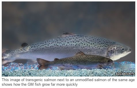 Brown Salmon